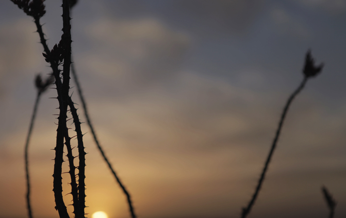 Sunrise Over a Cactus