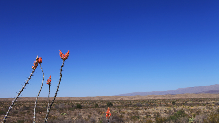 Red Cactus