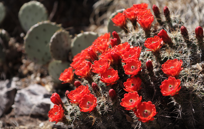Red Flowers