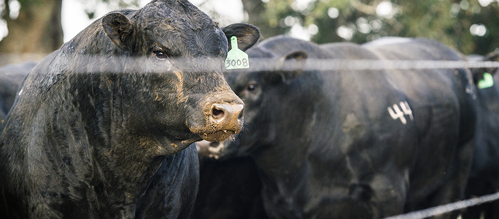 44 Farms Bulls