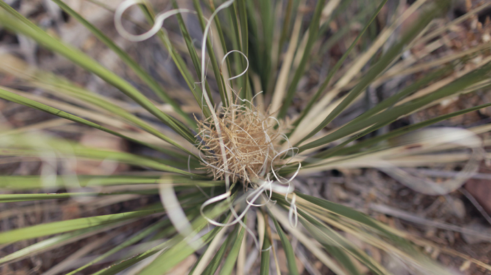 Spiral Cactus