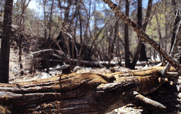 Mossy Log