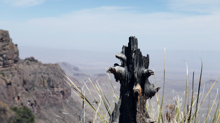 Tree Stump