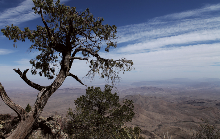 South Rim Tree