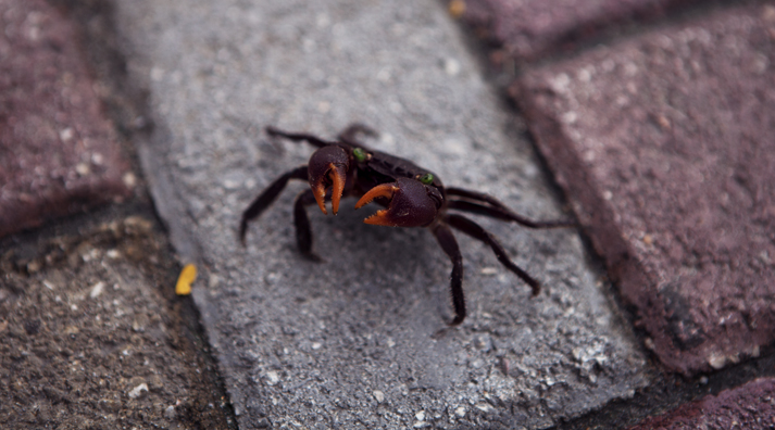 Crab