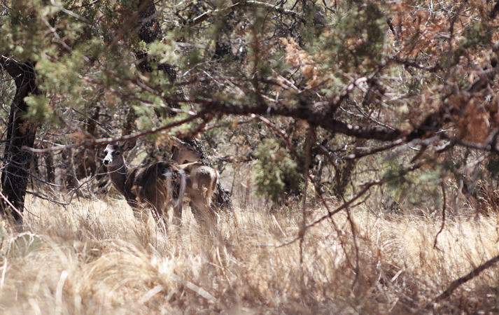 Deer